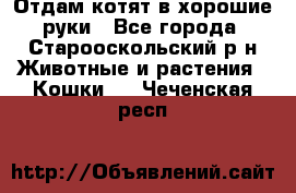 Отдам котят в хорошие руки - Все города, Старооскольский р-н Животные и растения » Кошки   . Чеченская респ.
